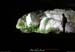 20090607_baume_cirqueplatane_grotte04