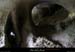 20090607_baume_cirqueplatane_grotte13