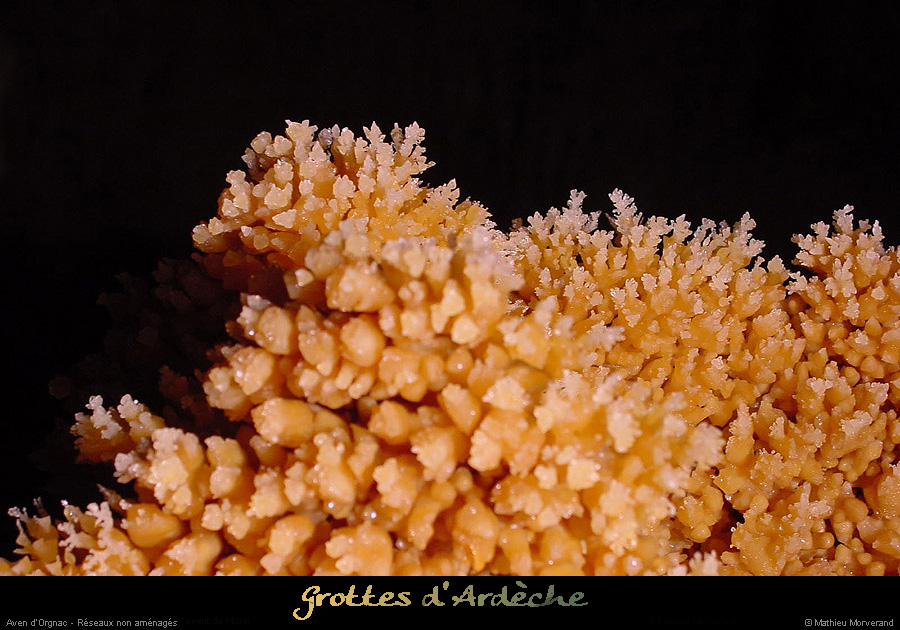20020329_orgnaciii_chouxfleurs_3