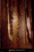 20020329_orgnacii_excentrique_05