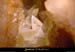 20020329_orgnaciii_calcitetransparente_2