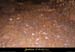20090524_orgnac061cda