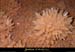 20090524_orgnac107jl