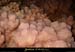 20090524_orgnac108jl