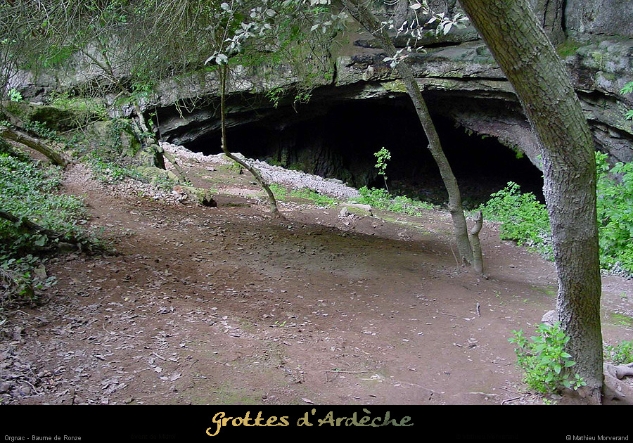 20010520_baumederonze_01