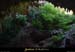 20050820_baumederonze_cavite1_7