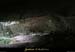 20100204_ronze03