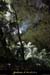 20130816_baumederonze1