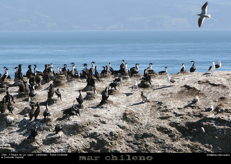 072_06_ptecormorans