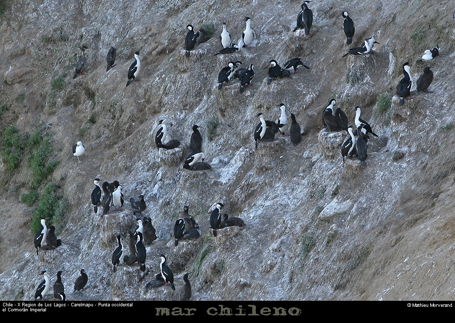 072_14_ptecormorans