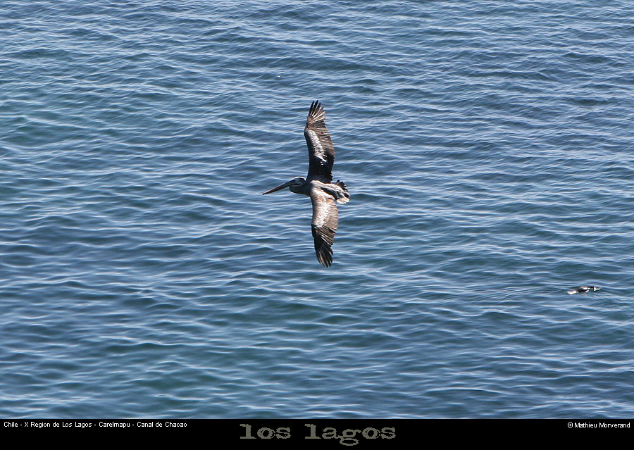 072_30_ptepelican