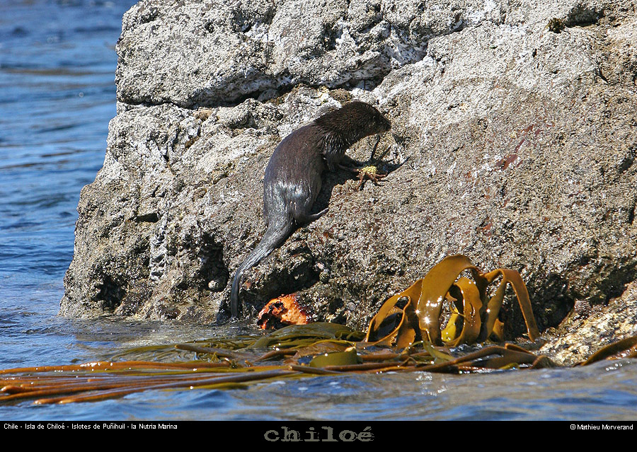 075_14_bahiapinguinera
