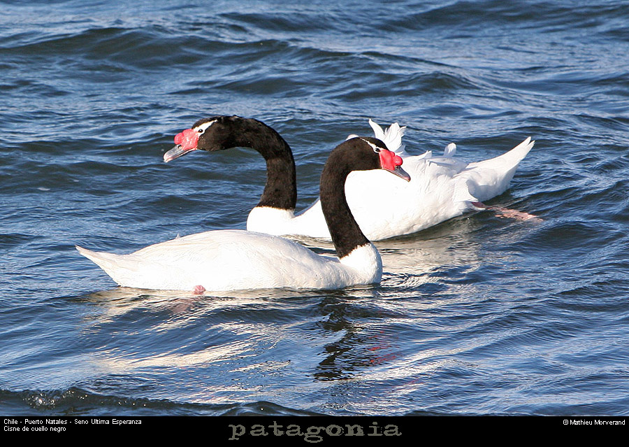 091_04_puertonatalesseno