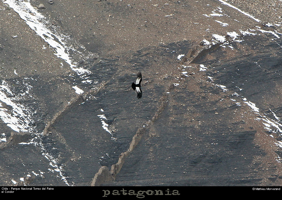 124_03_condor