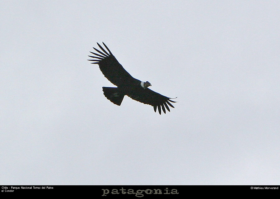 124_05_condor