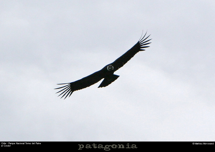 124_06_condor