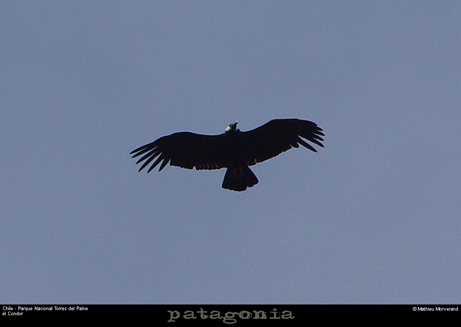 124_07_condor