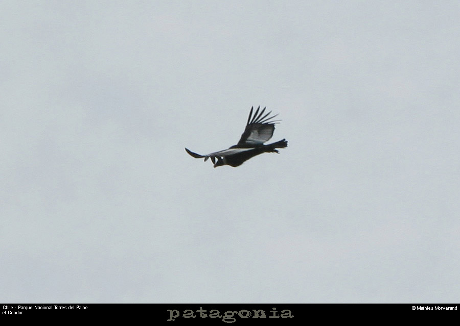 124_08_condor