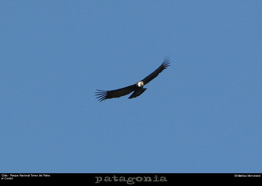 124_09_condor