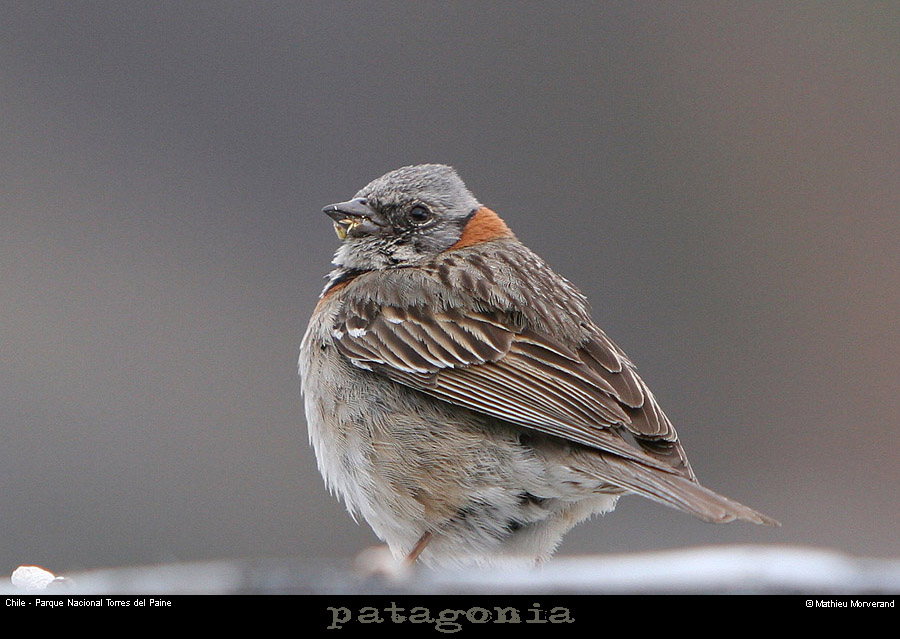 125_01_oiseau