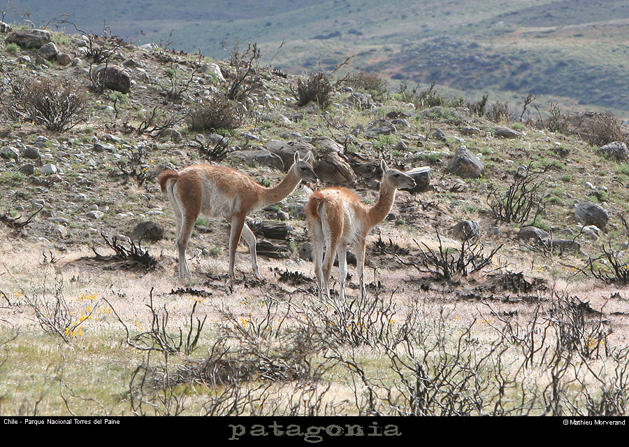 126_01_guanaco