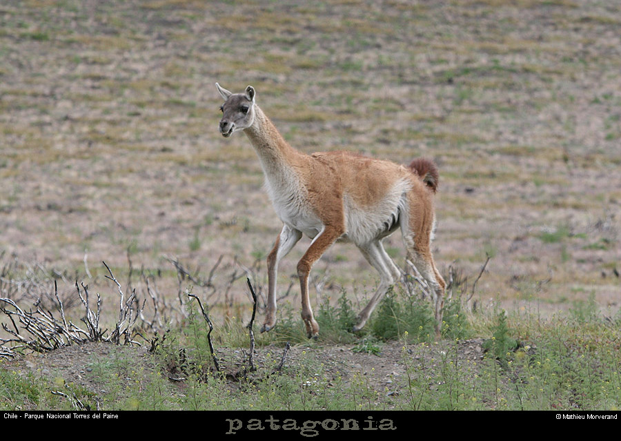 126_06_guanaco
