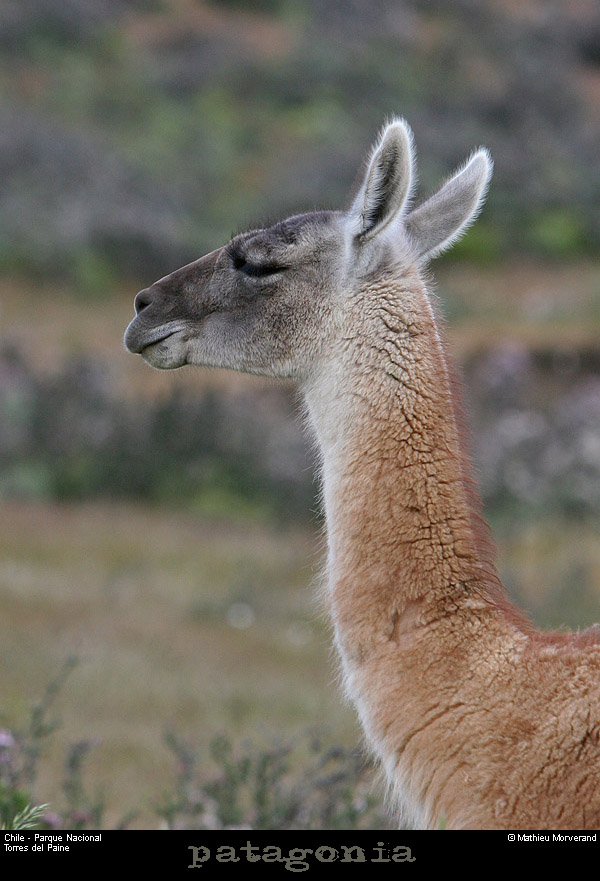 126_07_guanaco