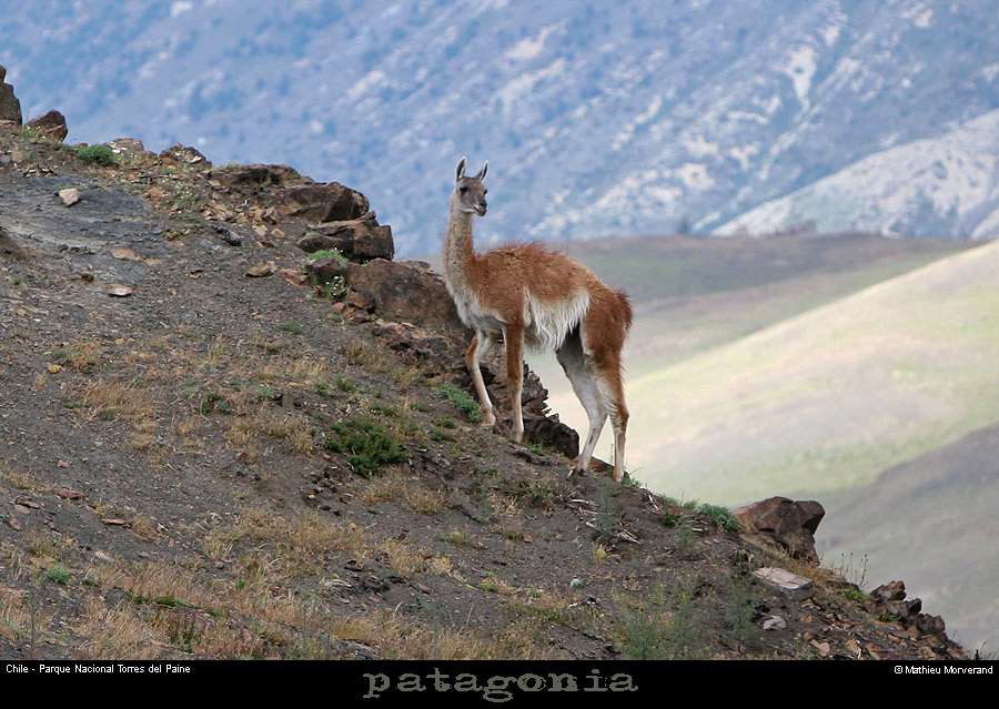 126_08_guanaco
