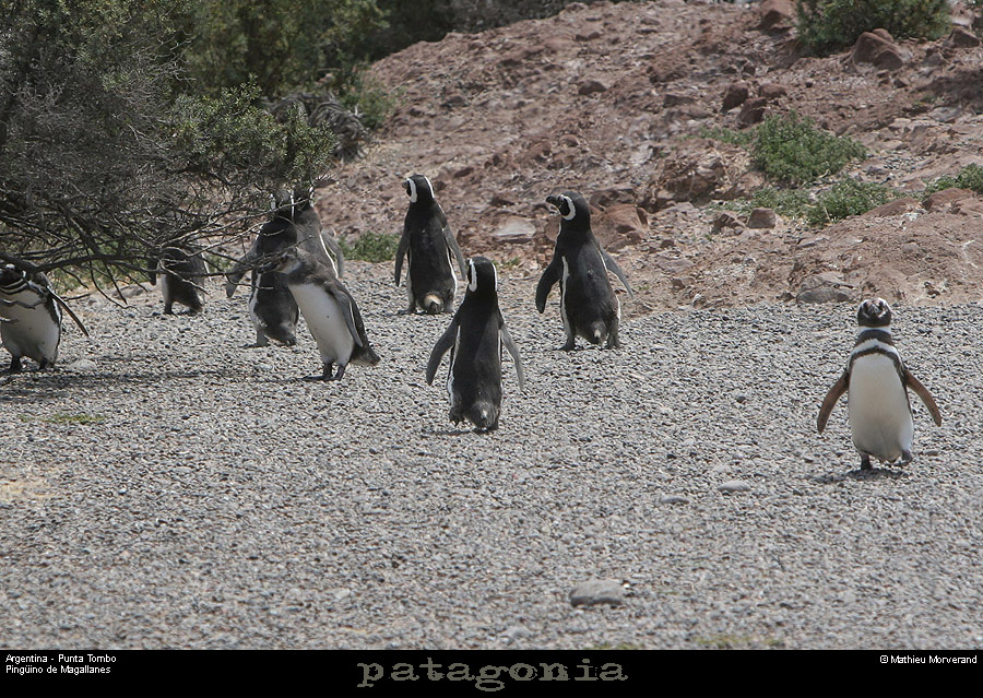 183_01_puntatombo