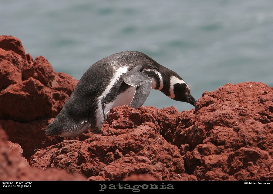 183_09_puntatombo