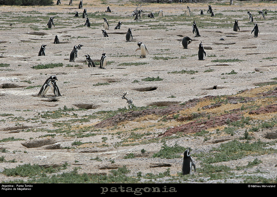 183_14_puntatombo