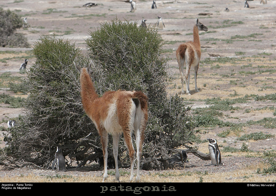 183_20_puntatombo
