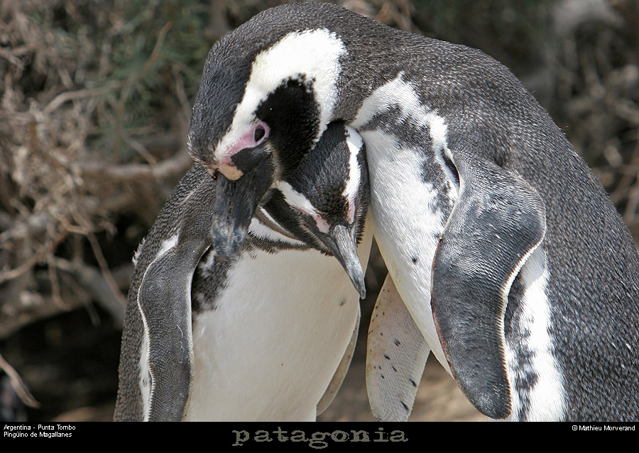 183_29_puntatombo