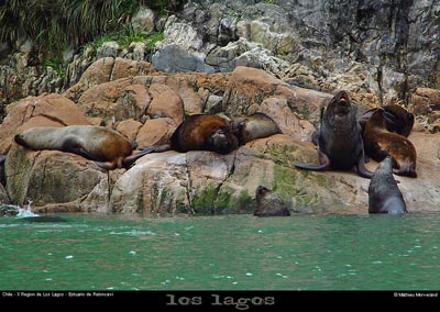 066_07_fjordsealions