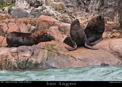 066_08_fjordsealions