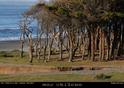 071_01_bahiacarelmapu