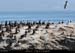 072_06_ptecormorans