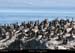 072_07_ptecormorans