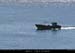 072_26_ptecormoransbato