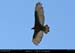 072_34_pterote