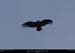 124_07_condor