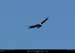 124_09_condor