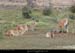 126_05_guanaco