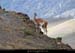 126_08_guanaco