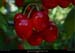 185_01_chubut