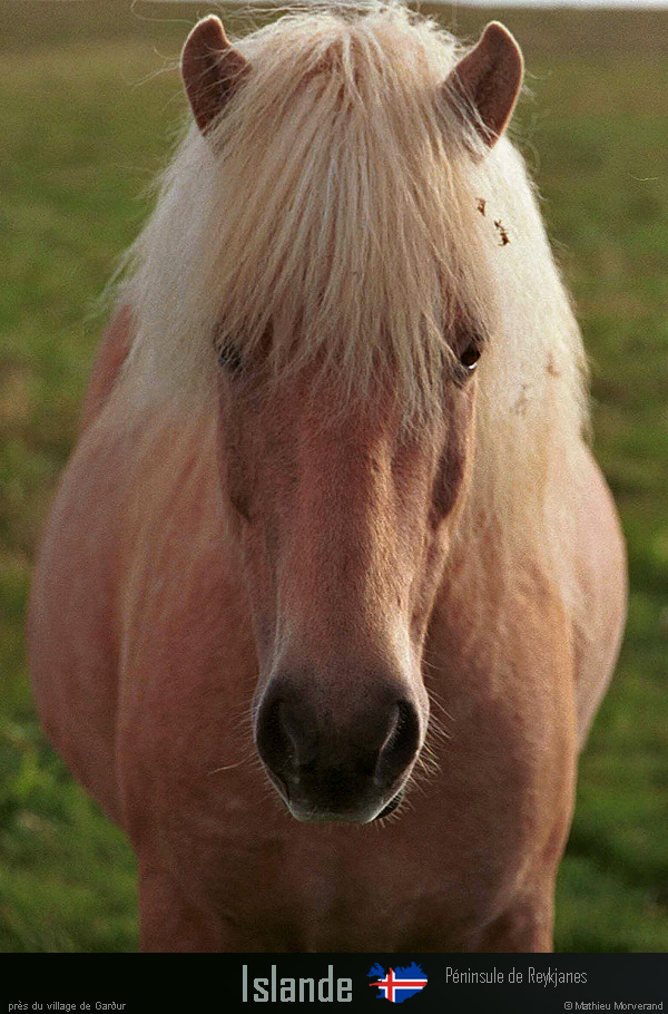 19950900_gardur_poney_2