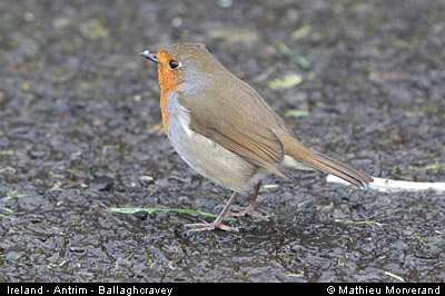 larrybanebird