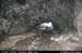 dunlucecastlecave06