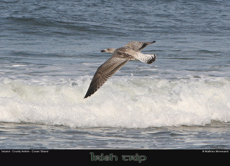 thewhiterocks13bird