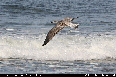 thewhiterocks13bird